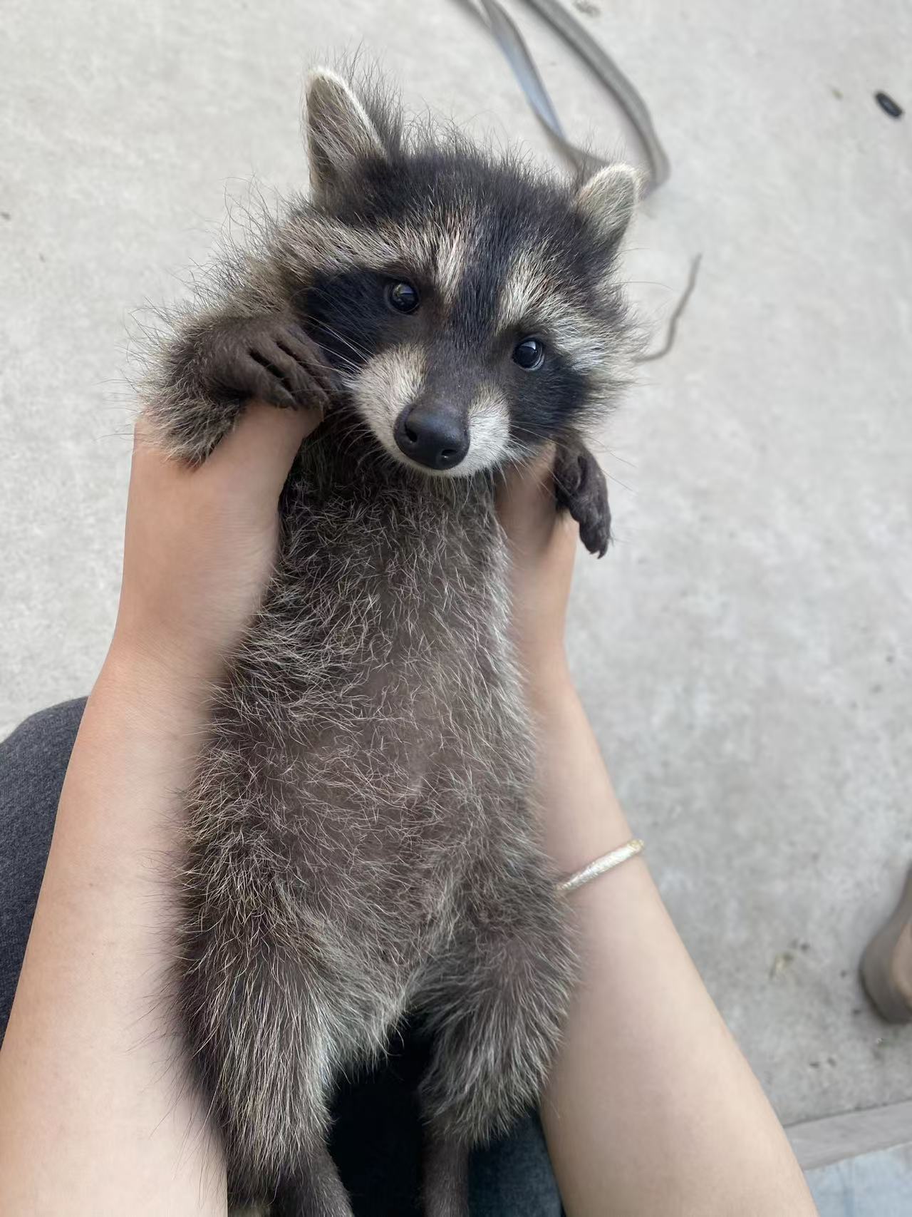 亲人可爱小浣熊，